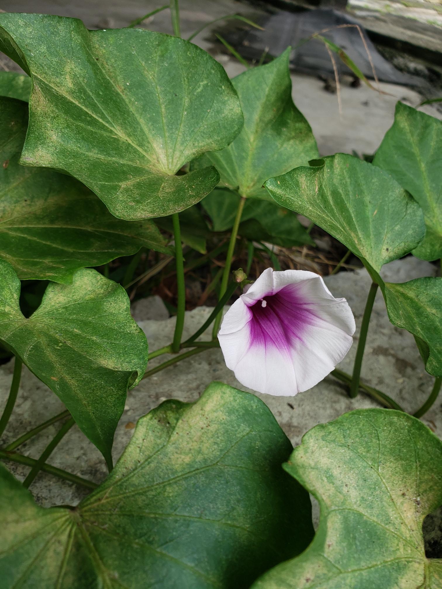 A big pink sweet potato flower, with a purple center, surrounded by yellow-green leaves. A big pink sweet potato flower, with a purple center, surrounded by yellow-green leaves.